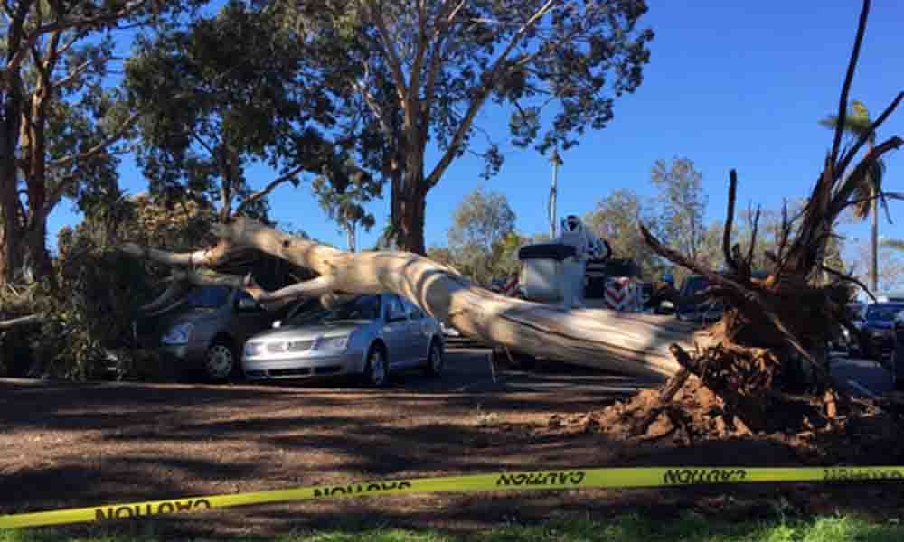 Vientos provocan caída de árboles en Parque Balboa