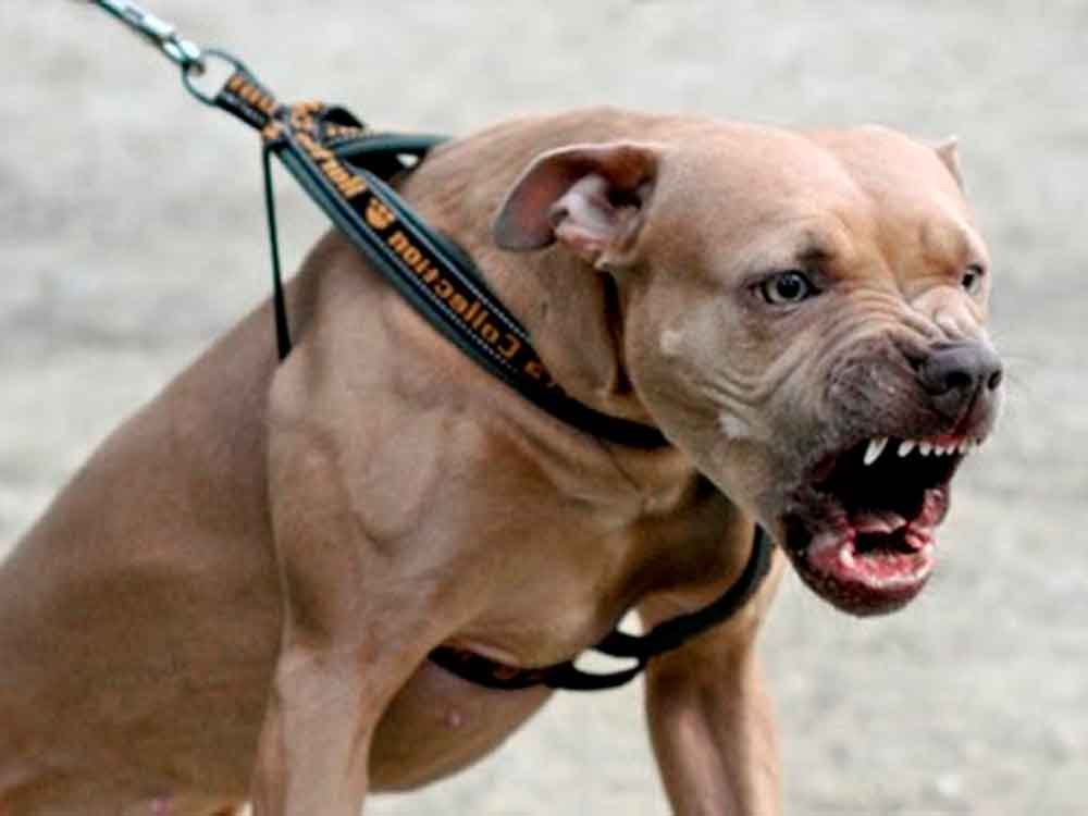 Pitbull le arranca mandíbula a niño de 8 años en Tijuana