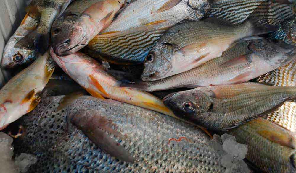Importante vigilar el consumo de pescado: IMSS