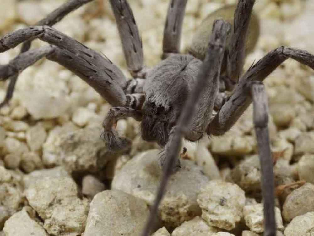 Nueva especie de araña gigante y venenosa es descubierta en Baja California