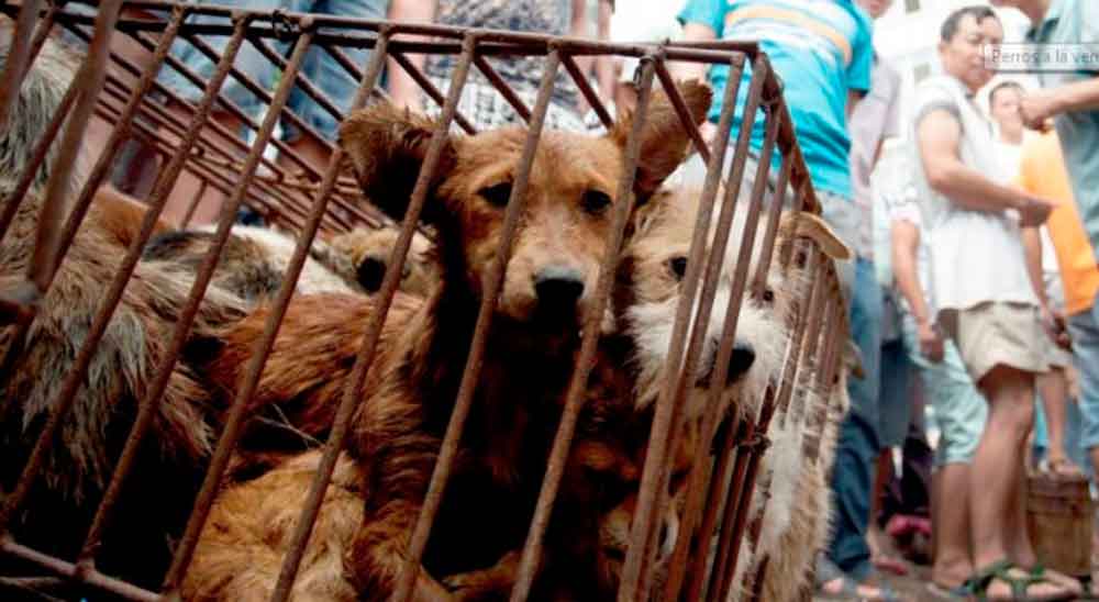 Taiwán prohíbe el consumo de carne de perros y gatos