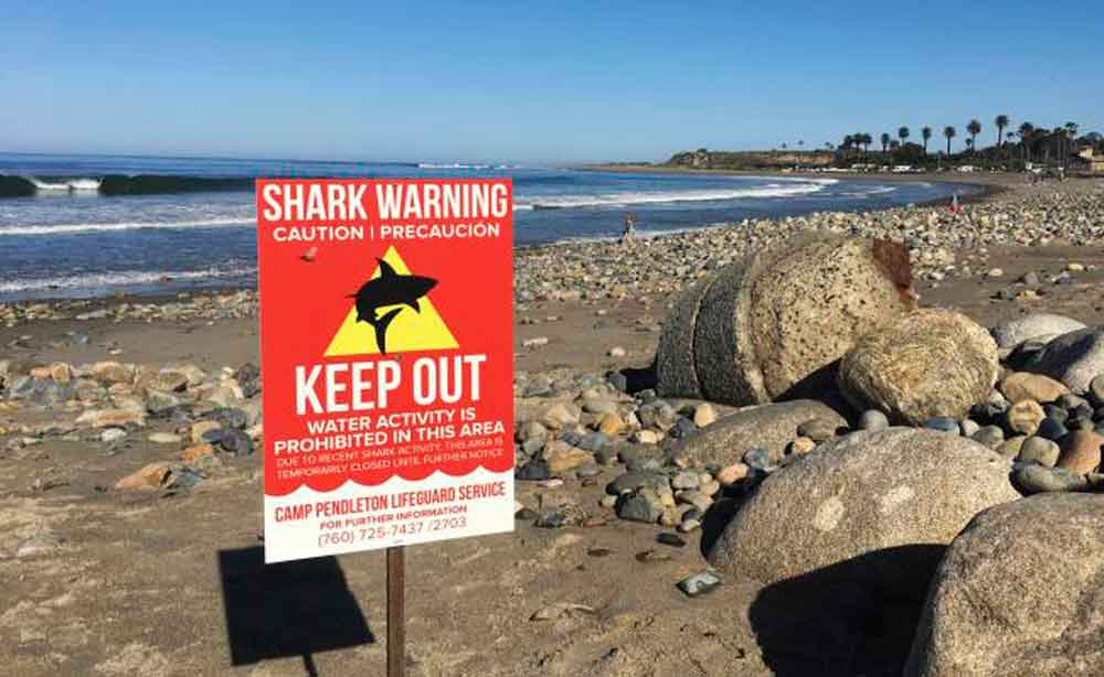 Mujer es atacada por tiburón en San Diego; le arrancó parte del muslo
