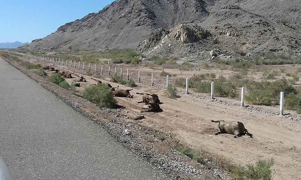 Más de 50 reses muertas en carretera Mexicali – San Felipe