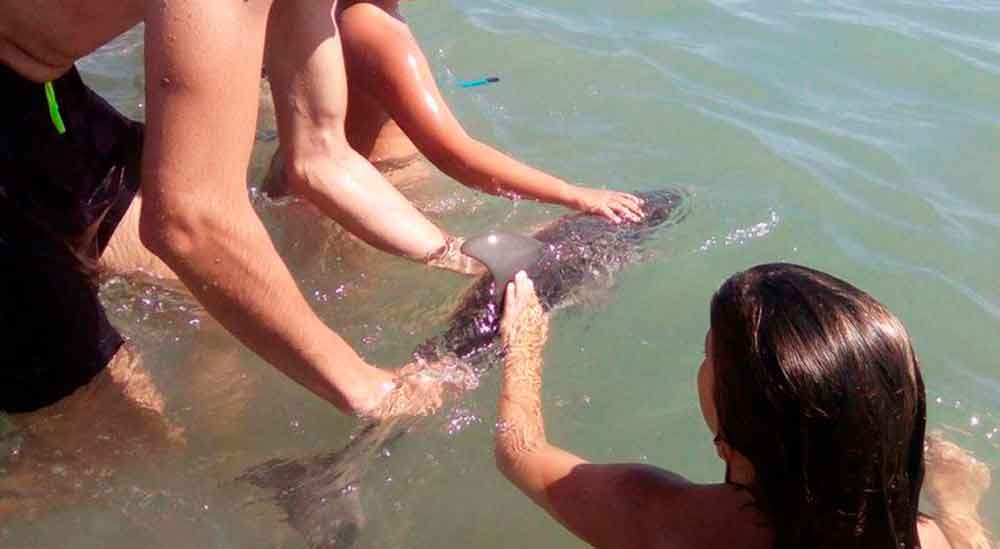 Turistas mataron a un delfín bebé por tomarse una selfie