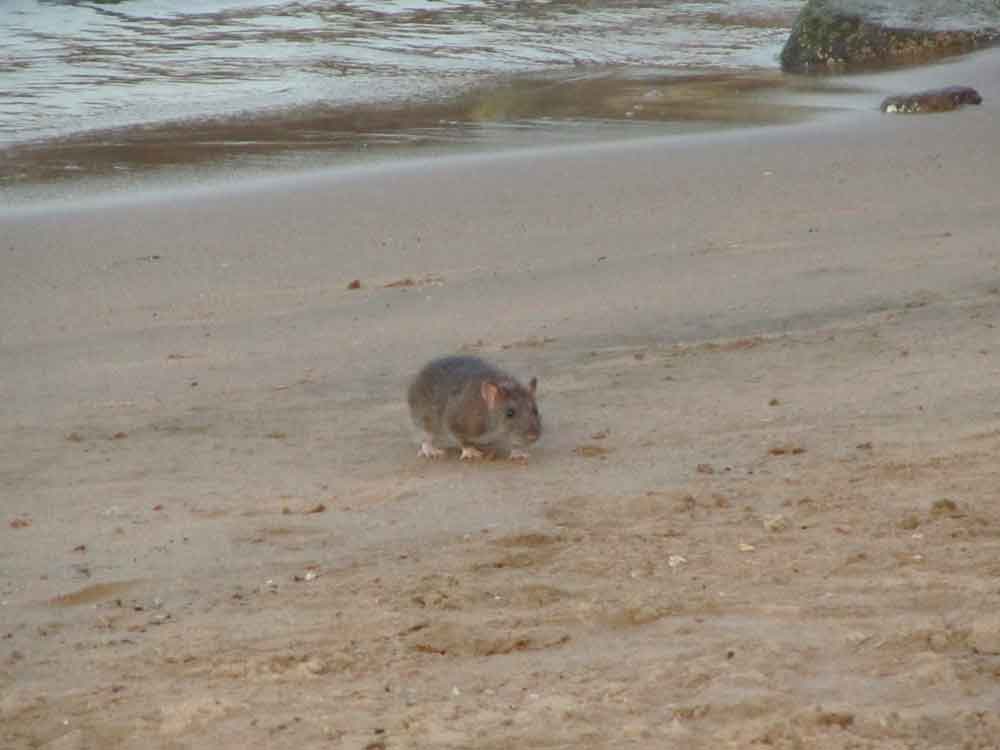 Reaparece plaga de ratas en Playas de Ensenada