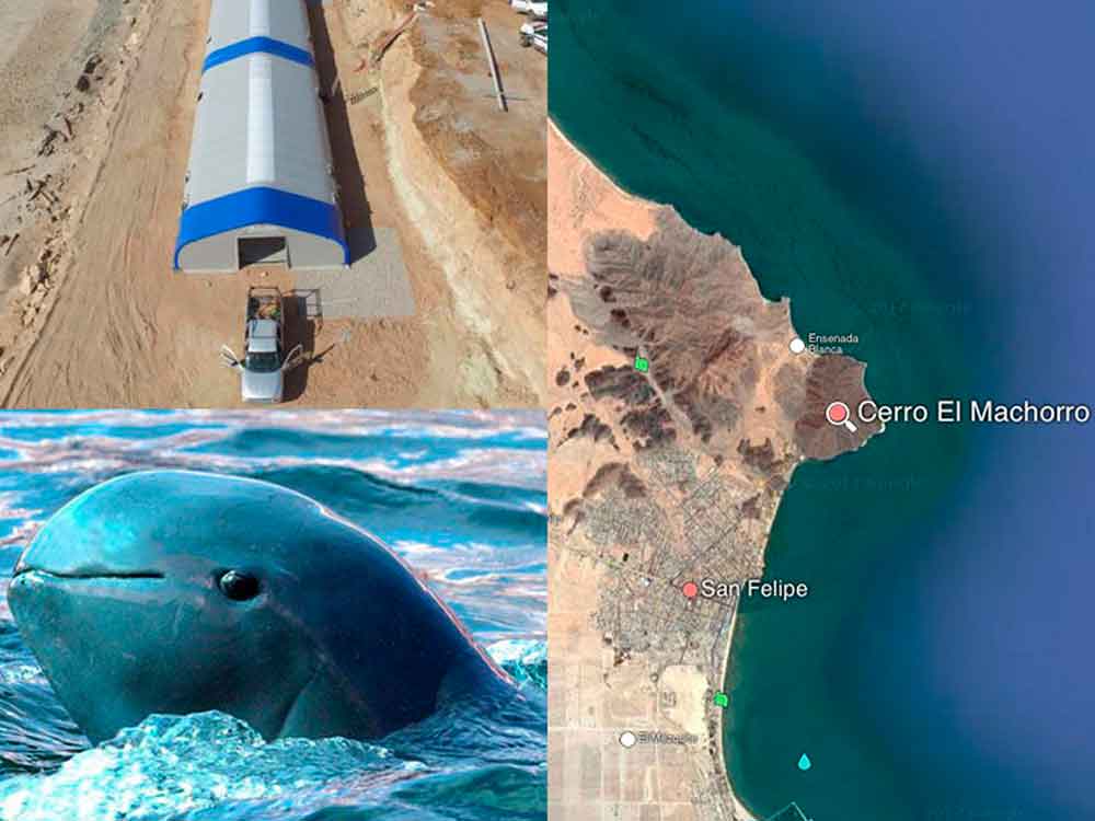 Inicia construcción de última esperanza de salvación de vaquita marina en Baja California