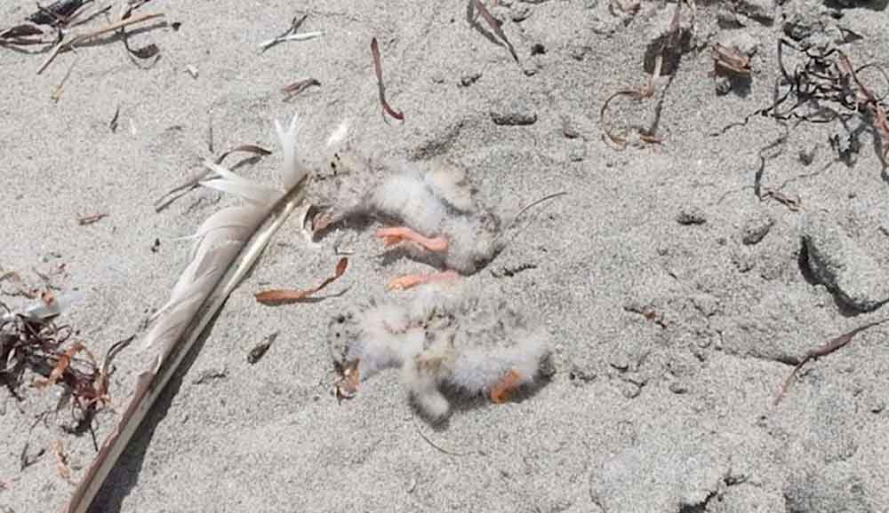 Turistas mataron aves protegidas en playa de Ensenada