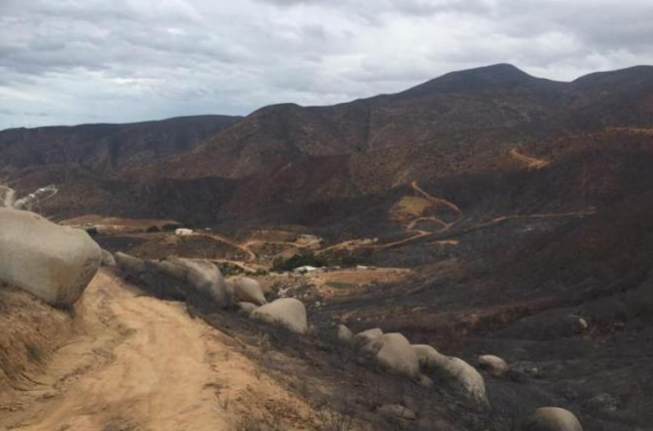 Desaparece el Bosque de Los Attenuatas por incendio forestal en Ensenada