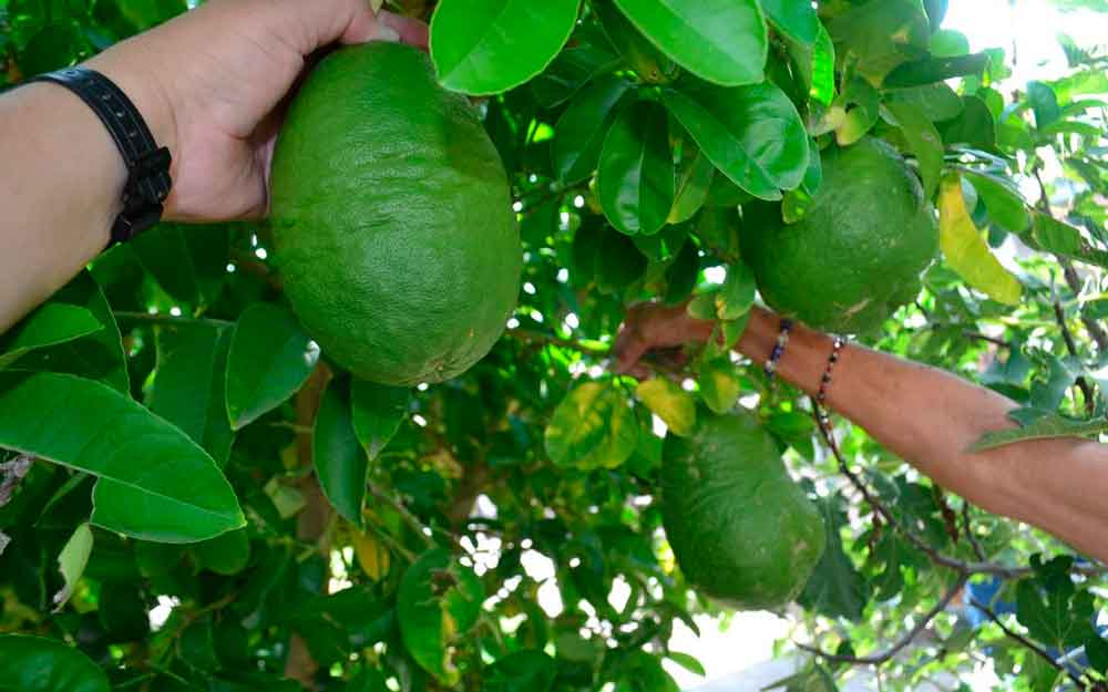 ¡Árbol da limones del tamaño de un melón!