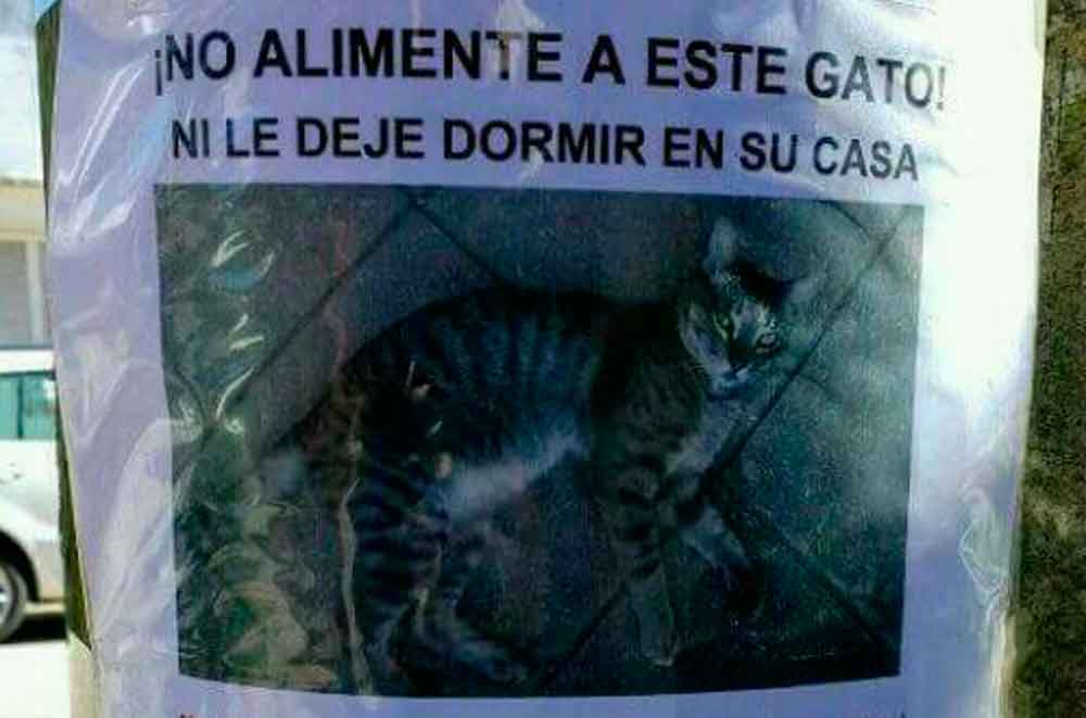 ¡No alimente a este gato! Advierten de gato que entra a casas para robarse comida