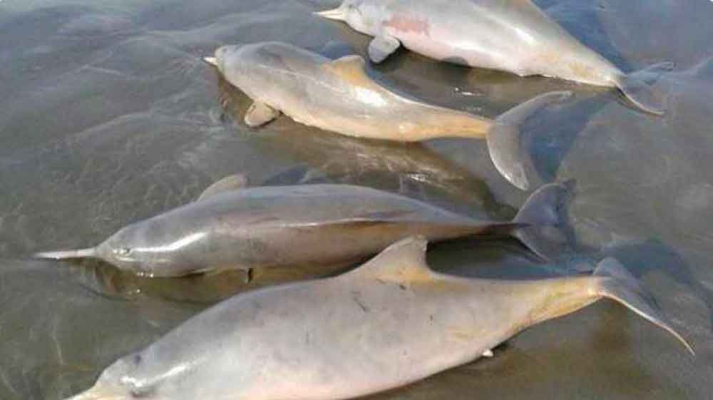 Virus provoca muerte de 170 delfines en Brasil