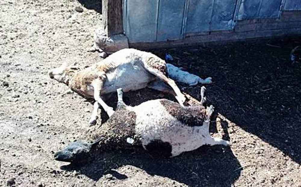 “Reaparece” el Chupacabras y asesina a 12 animales en Chihuahua