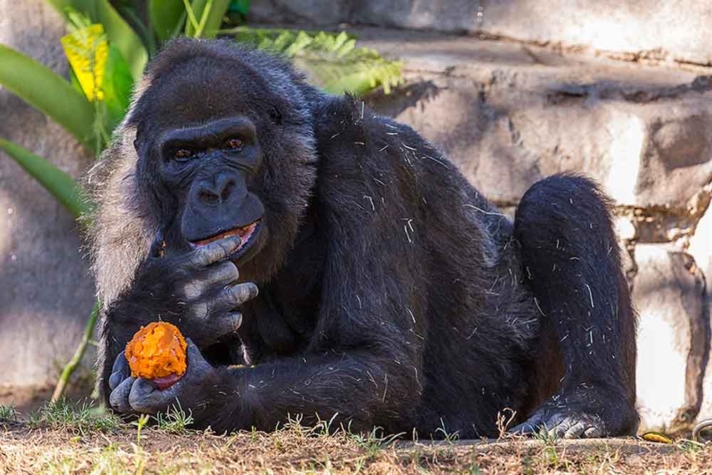 Muere en San Diego uno de los gorilas más longevos del mundo