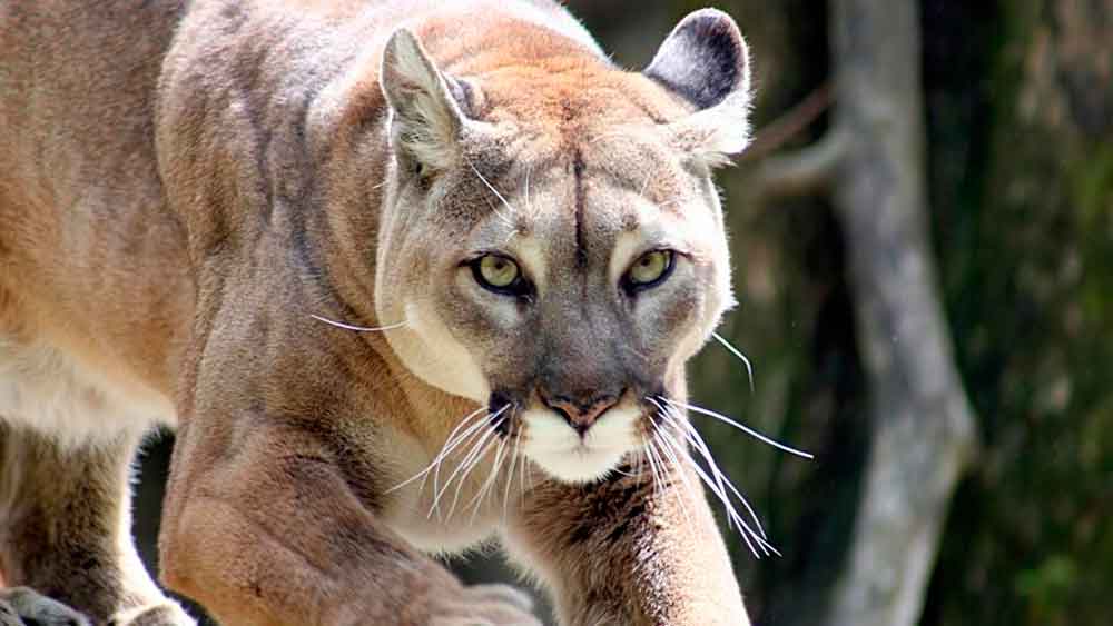 El Puma del Este de Norteamérica está oficialmente extinto