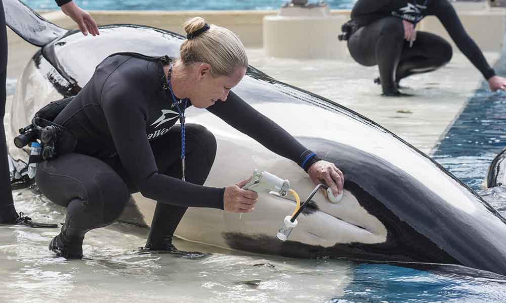 Aplican la eutanasia a Orca en Sea Wolrd, San Diego