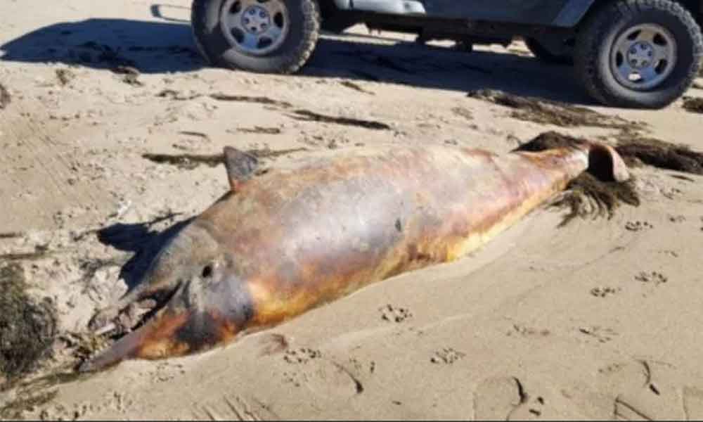 Encuentran dos delfines muertos en Ensenada