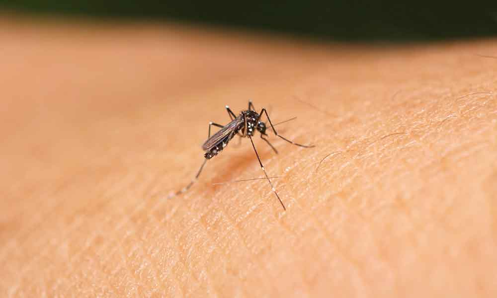 En alerta dos colonias de Mexicali por presencia del mosquito transmisor del dengue, zika y chikungunya