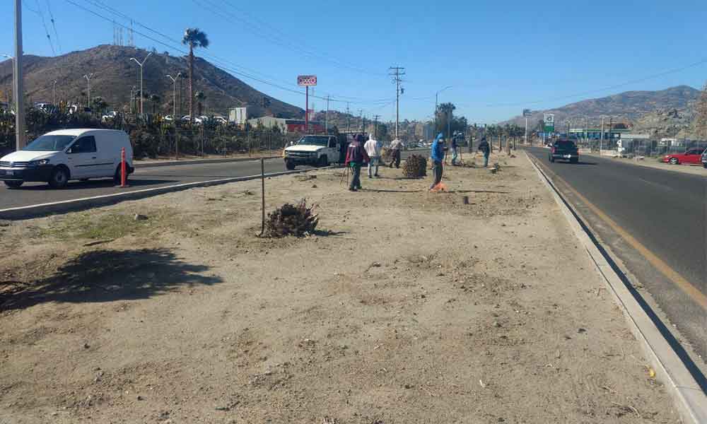 Obras Públicas del Municipio realizó jornada de limpieza en acceso principal de Tecate