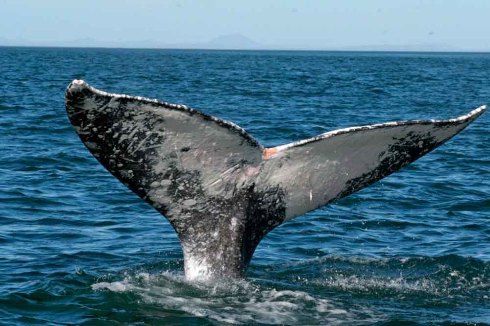 Invita Gobierno de BC a disfrutar del avistamiento de ballenas