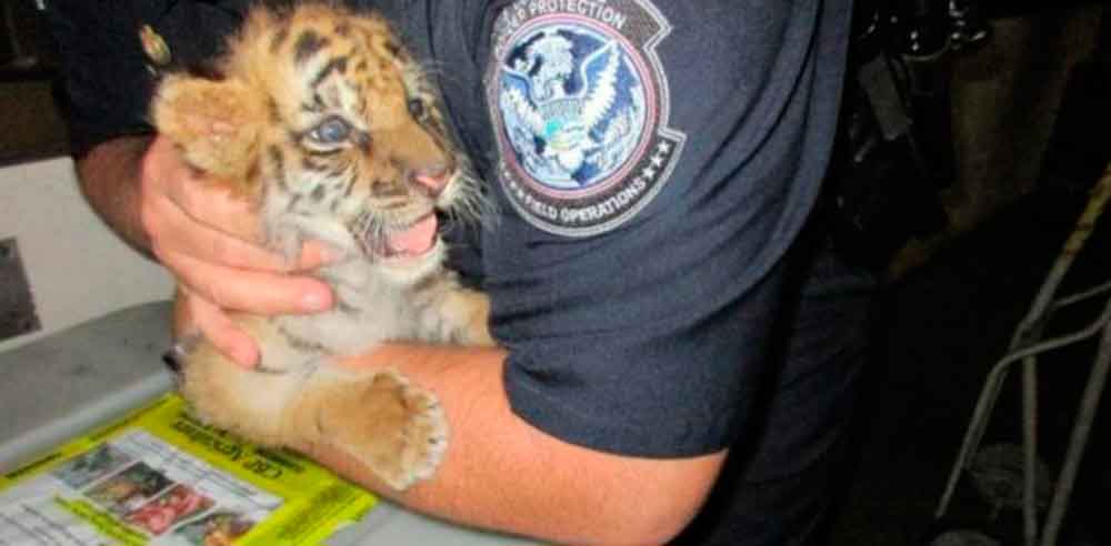 Cárcel a joven que intentó cruzar un tigre por la frontera de Tijuana