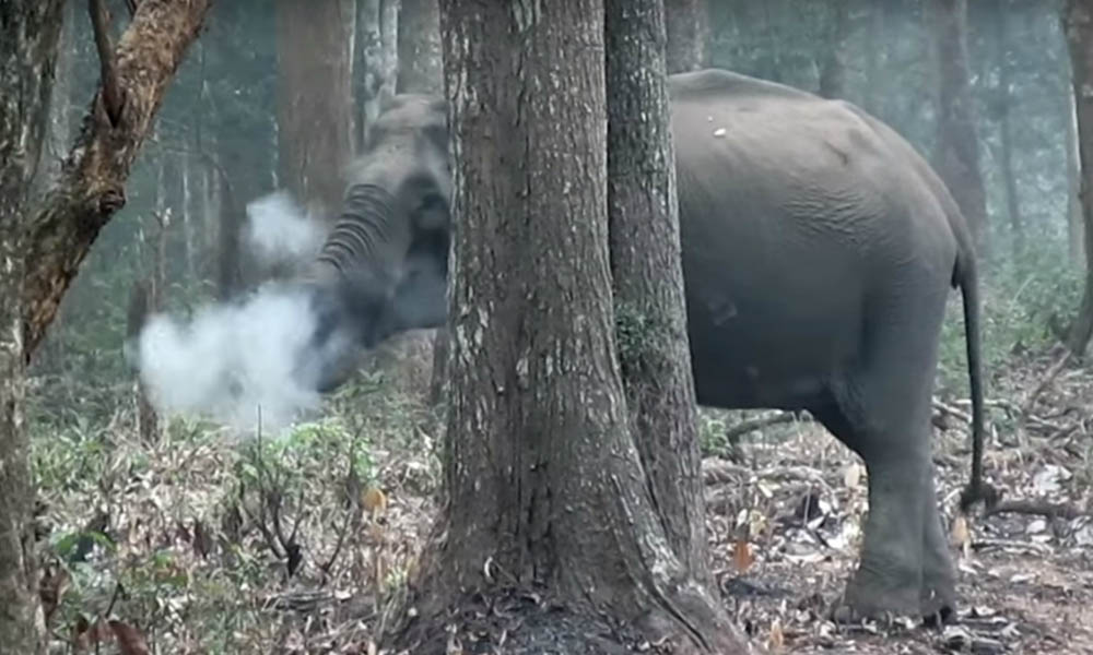 Video insólito: Captan a elefante ¡fumando en un bosque!