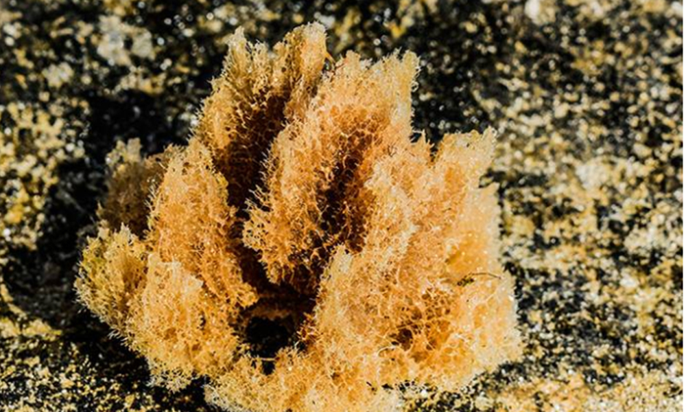 Científicos investigan la forma de curar el cáncer con esponja marina