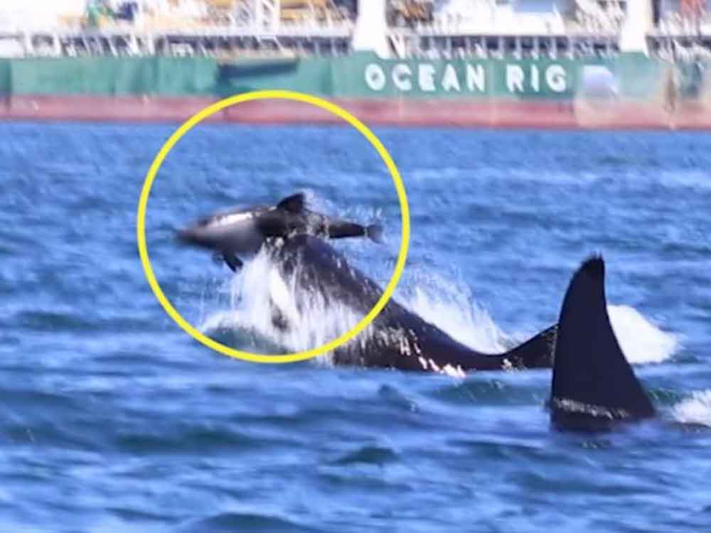 Dos orcas ‘destazan’ a un delfín frente a costas africanas