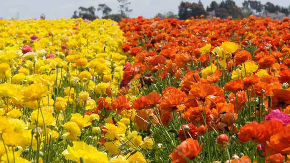 Florece la primavera en campos de Carlsbad San Diego