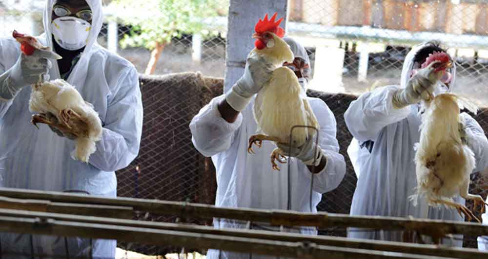México reporta hallazgo y control de virus aviar