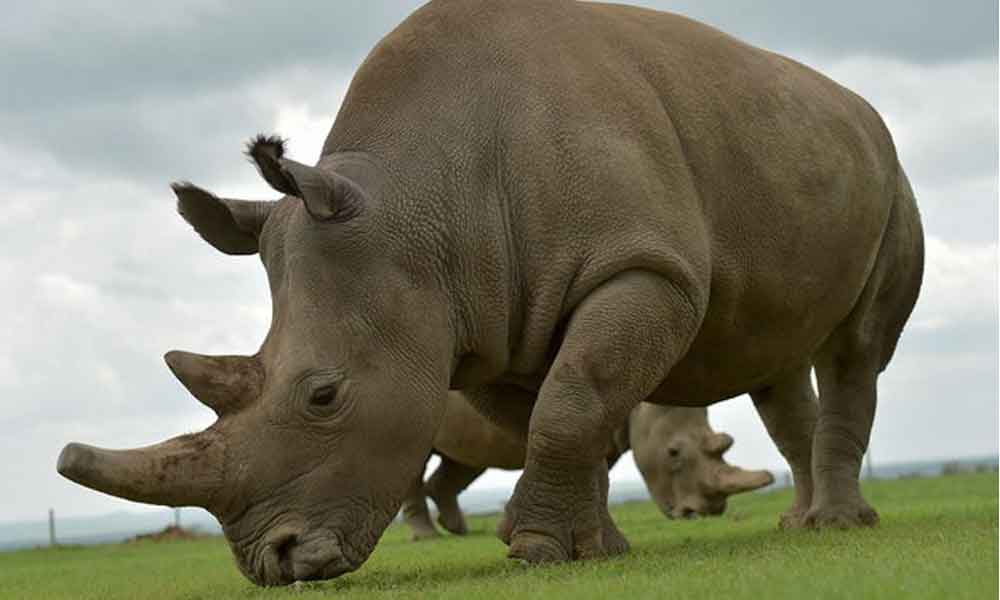 Muere rinoceronte blanco macho; estaba en peligro de extinción