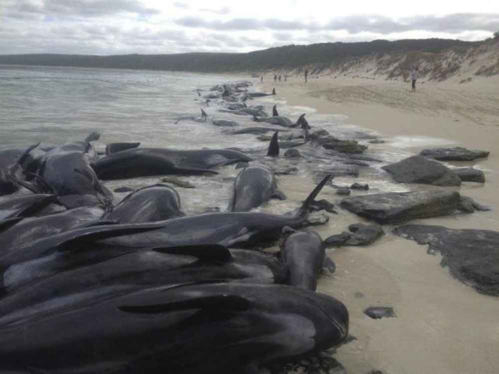 Mueren decenas de ballenas al quedar varadas en playas de Australia