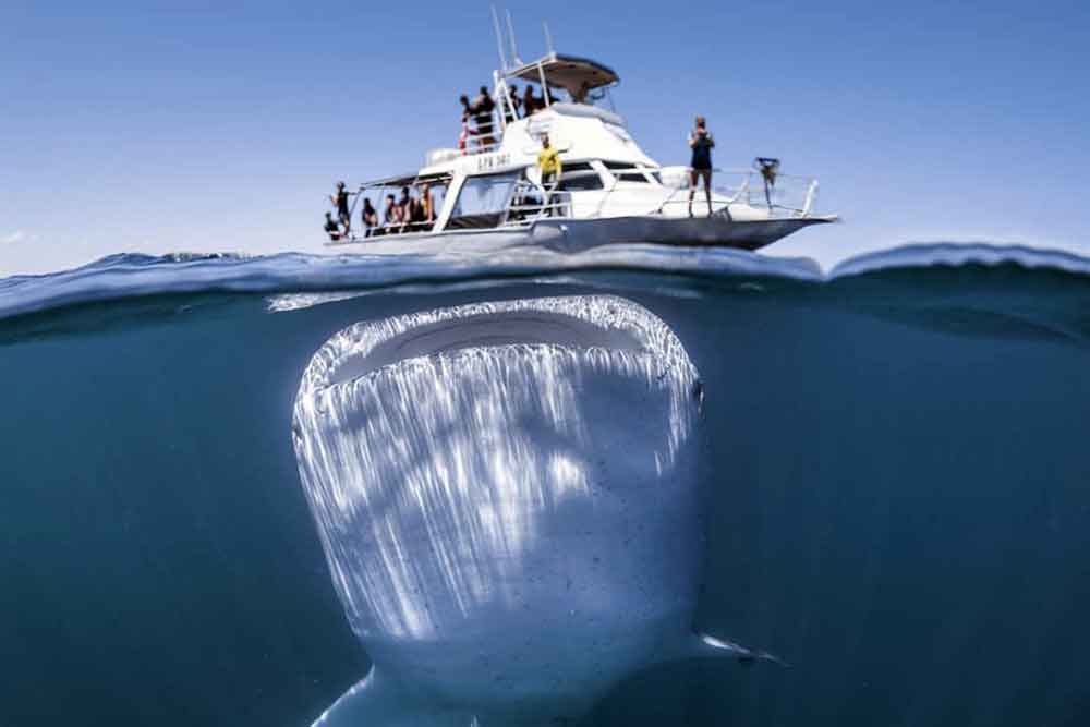 ¡Cuidado con el tiburón! Impactante imagen debajo de un pequeño barco con turistas