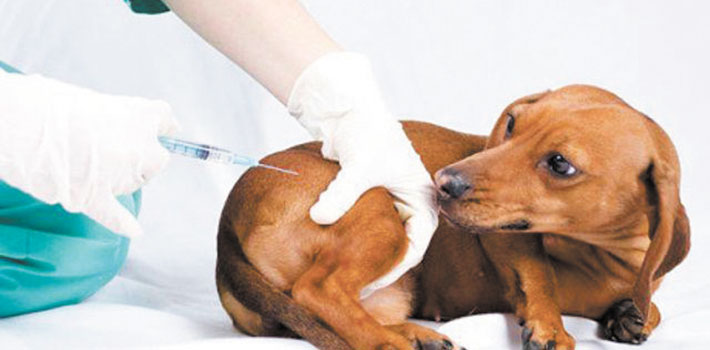 Invitan a bajacalifornianos a vacunar a mascotas contra la rabia