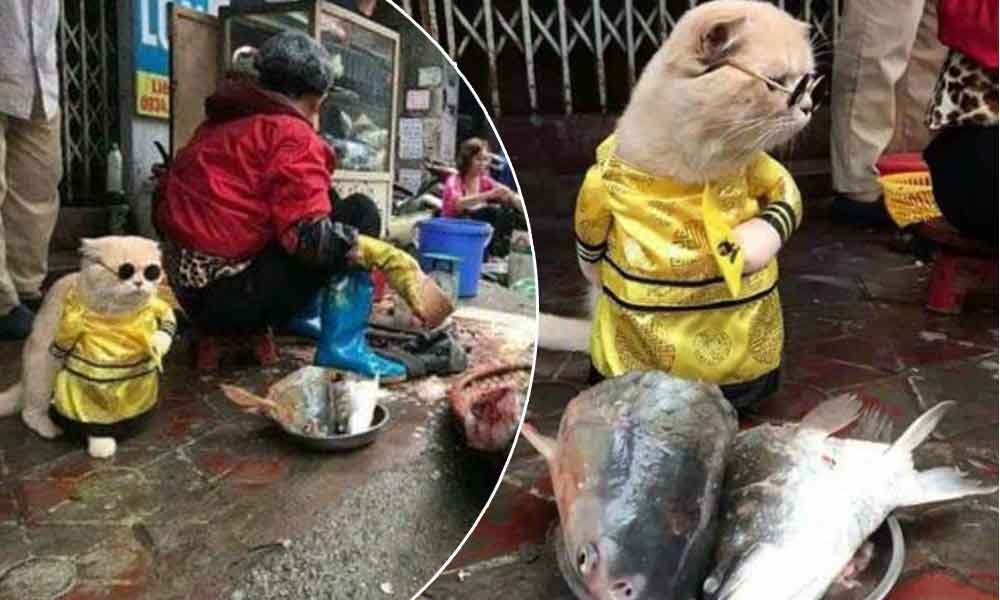 Conoce al gato que vende pescado en mercado de Vietnam