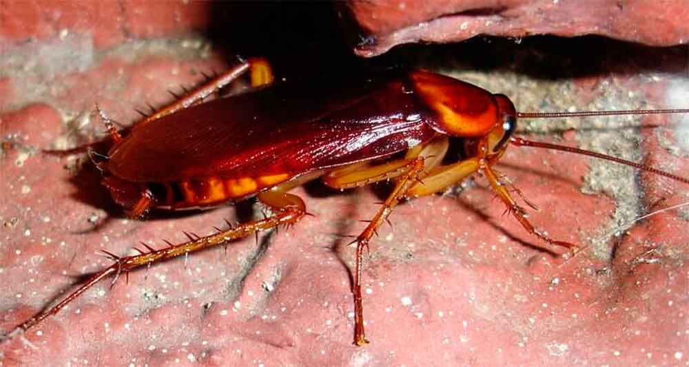 De Terror: Descubren por qué las cucarachas son indestructibles