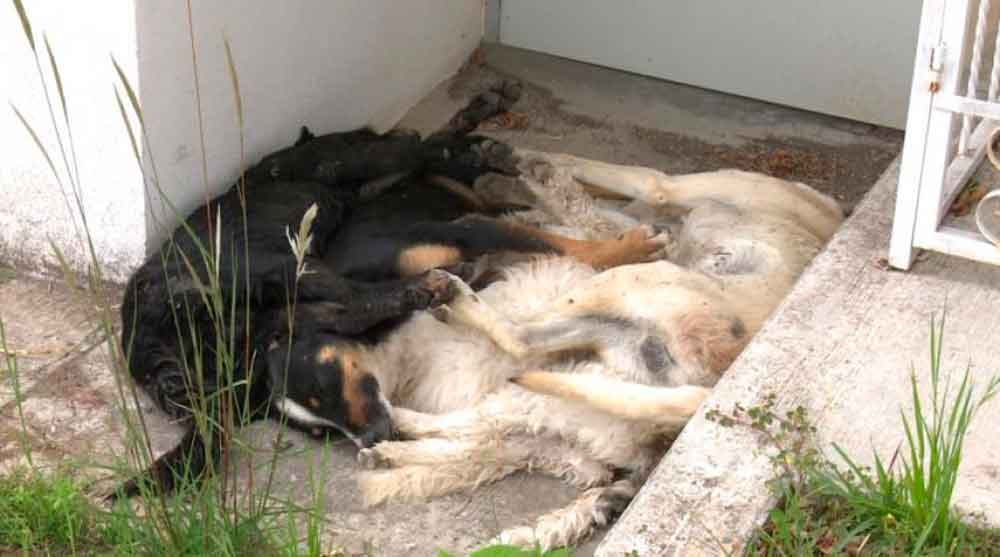 Vecino envenena a más de 20 perros y los tira en la vía pública