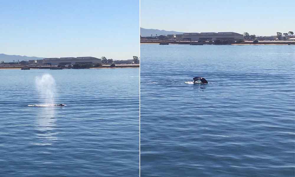 Confirman  avistamiento de ballenas en la Bahía de San Diego