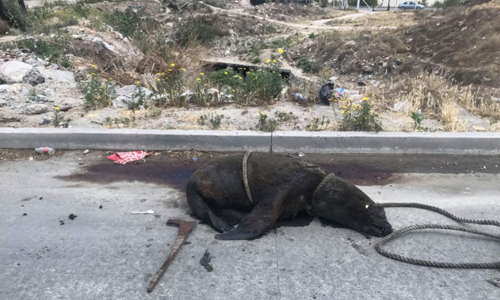 Dejan muerto a león marino con huellas de violencia en Tijuana