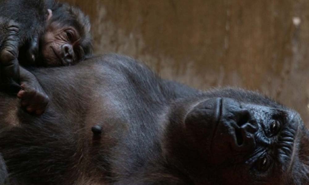 Estrenan bebé pareja de gorilas en peligro de extinción (VIDEO)