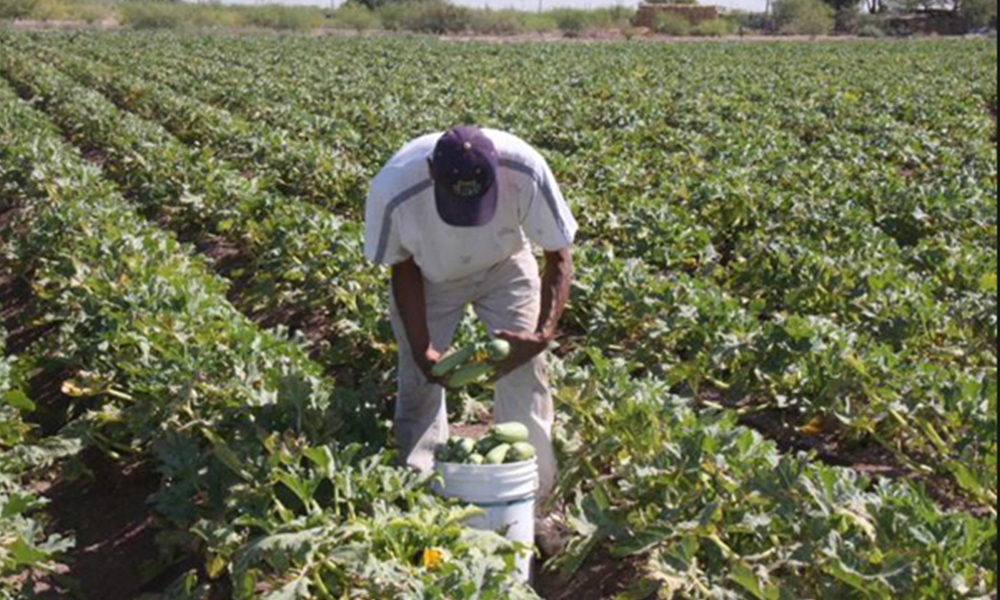 Presentes los cultivos orgánicos en el Valle de Mexicali