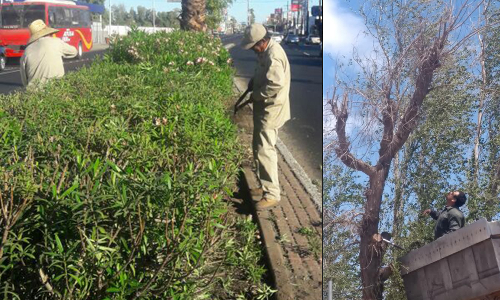 Recomiendan dar mantenimiento a árboles y arbustos en Mexicali