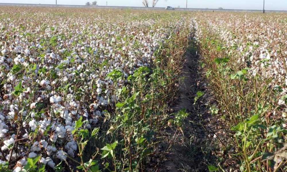 Repunta la expedición de permisos para la siembra del algodón; llega a 29,300 hectáreas