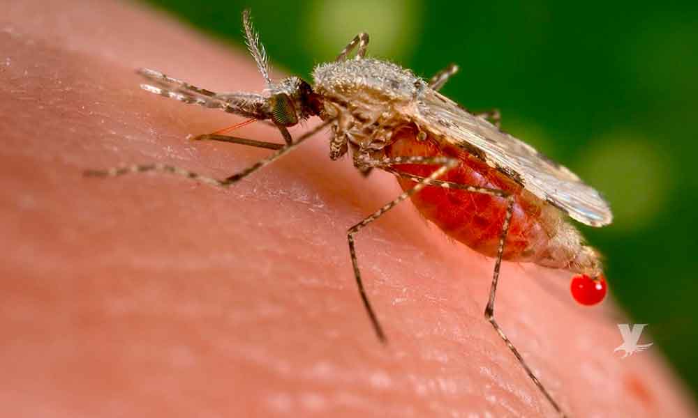 Detectan en Baja California mosquito portador de malaria