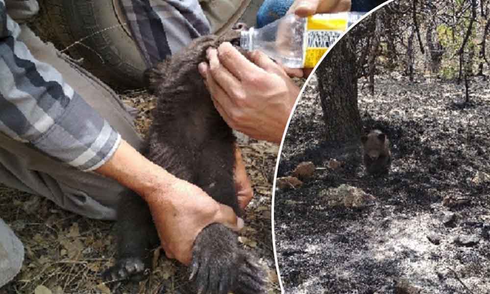 Rescatan a cría de Oso Negro, fue abandonado por su madre durante un incendio forestal