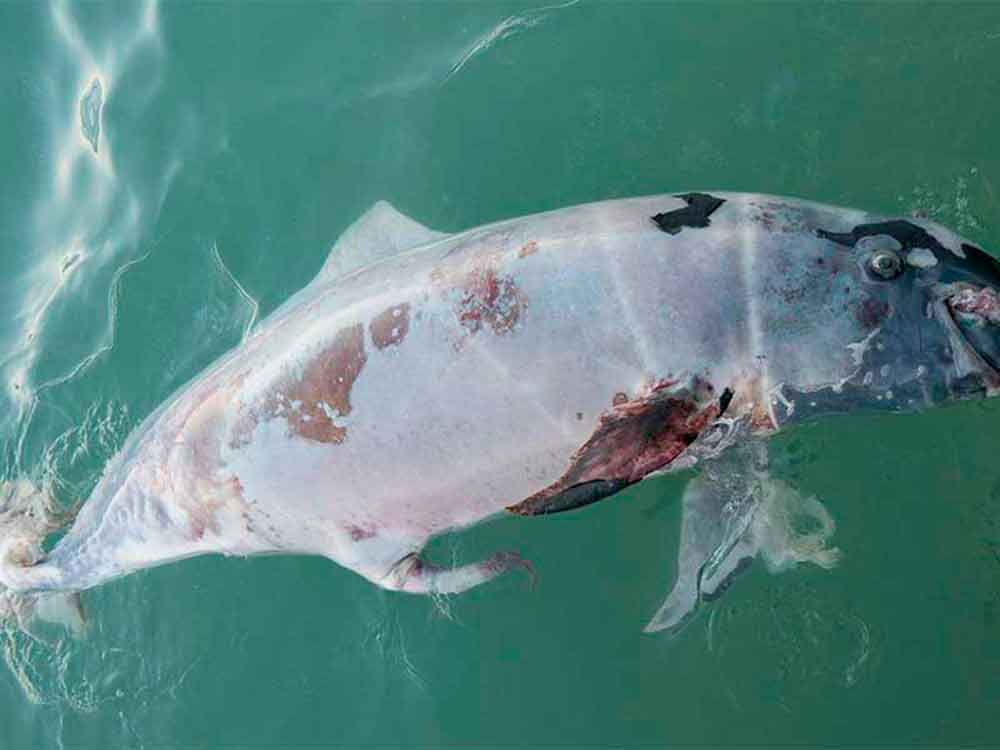 Sin solución pesca furtiva en el Golfo de California que mata a la Vaquita Marina