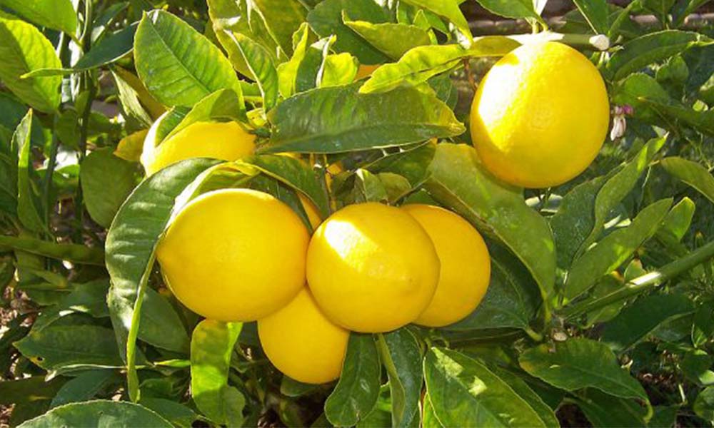 Aperturan ventanillas para incentivar producción de limón amarillo en Valles de mexicali