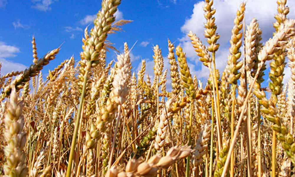 Anuncian el arranque de la cosecha triguera Otoño-Invierno 2017-2018 en Mexicali