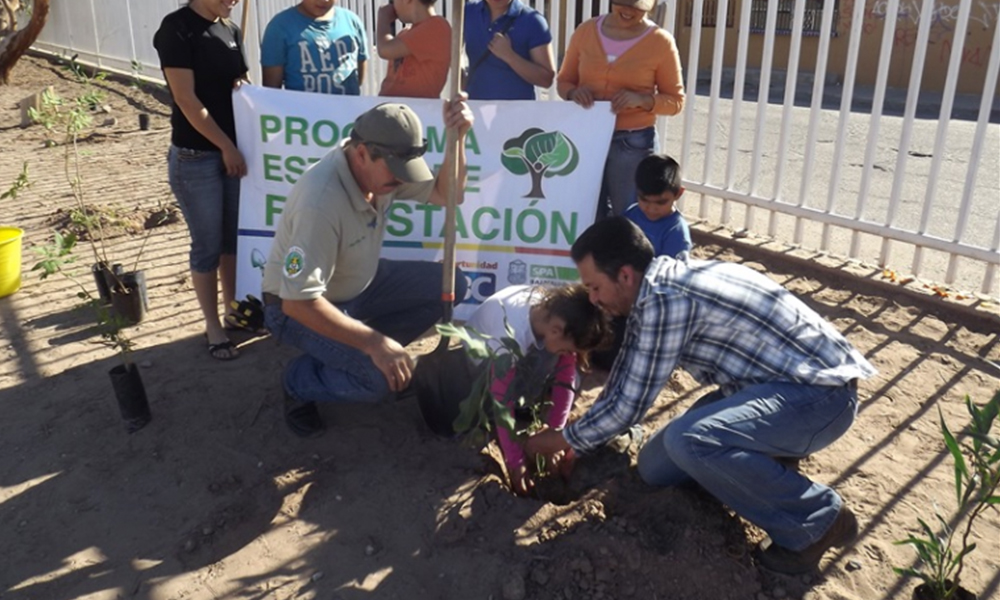 Continúa primer periódo donación de árboles en Mexicali