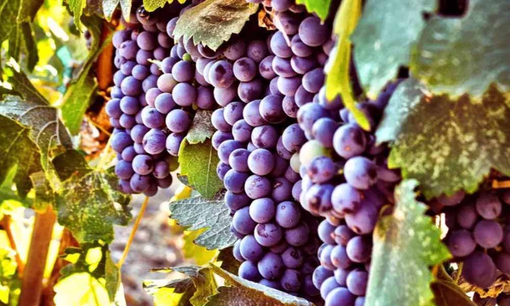 Destaca la producción de uva en los campos agrícolas de la zona costa de Baja California