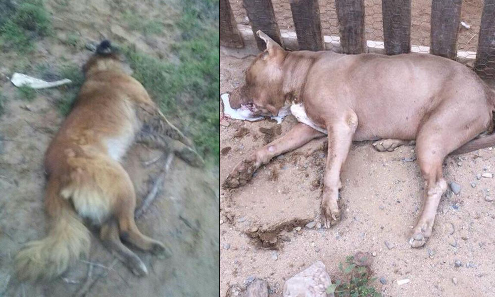 Matan a más de una docena de perros en San Quintín